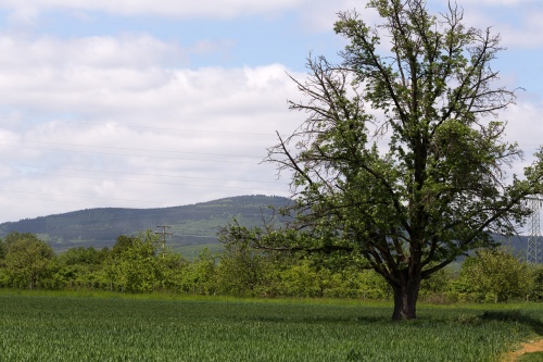 Bluehender Speierling in Niederhoechstadt Blick auf Altkoenig