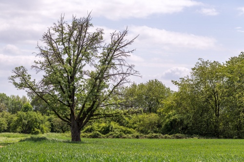 Bluehender Speierling in Niederhoechstadt Habitus