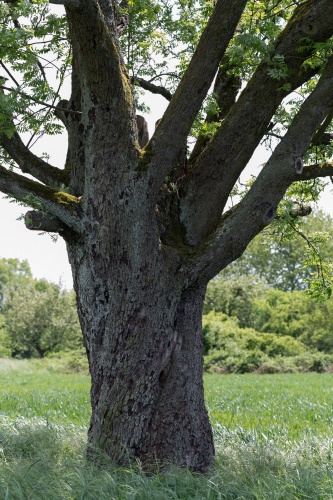 Speierling in Niederhoechstadt Stamm