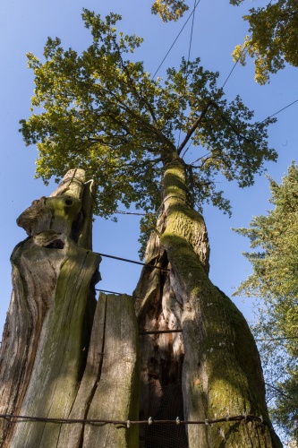 Eiche Airlenbach mit Seilschaft