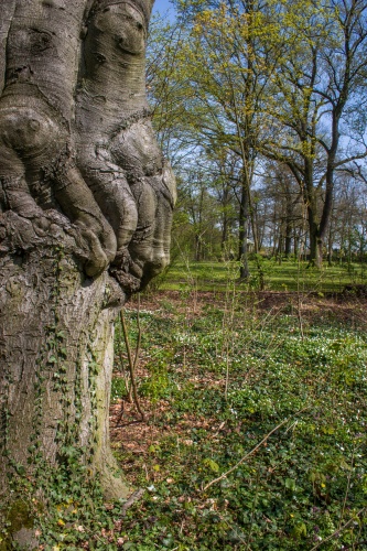 Rotbuche im Rumpenheimer Schlosspark