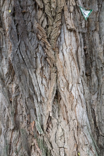 Schwarzpappel, Populus nigra-3