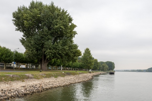 Schwarzpappel, Populus nigra