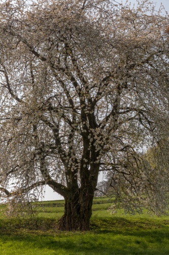 Kirsche bei Blofeld-3