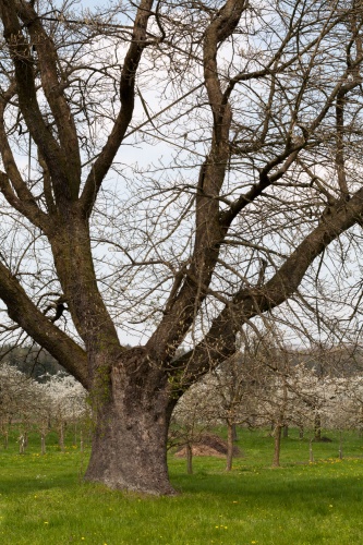 Vergrößern Speierling in Ockstadt-2