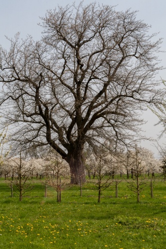 Vergrößern Speierling in Ockstadt