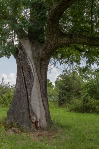 Vergrößern Speierling in den Wendelgaerten - mit Blitzrinne