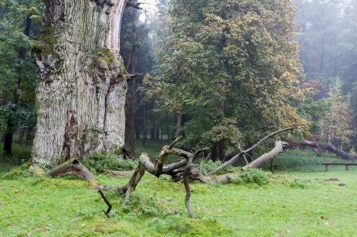 Pferdekopfeiche-2