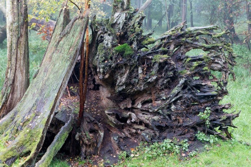 Stieleiche 2001 beim Sturm entwurzelt