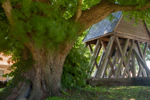 Glockenlinde in Walkendorf