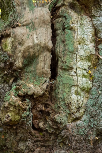 Alte Stiel-Eiche - Stammdetail