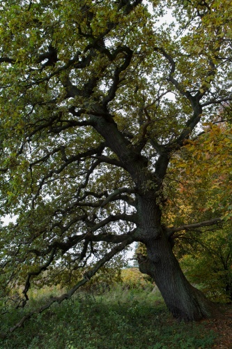 stiel-Eiche - am Nordufer