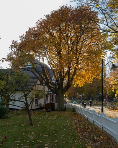 Schwedische Mehlbeere - im Gegenlicht am Nachmittag