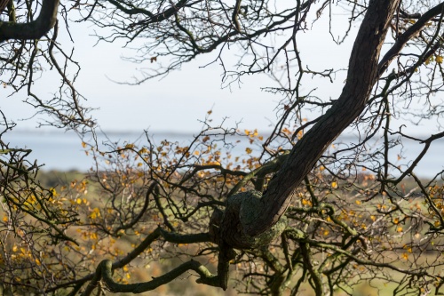 Weissdorn - Blick auf Ostsee