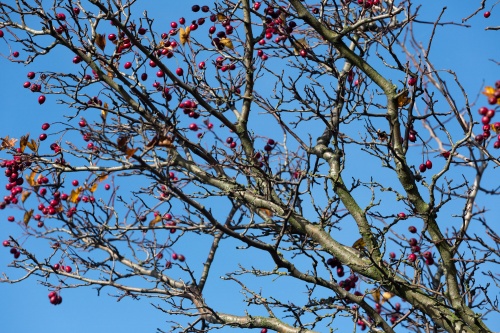 Weissdorn - Fruechte