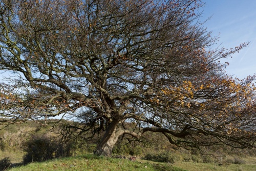 Weissdorn - windschluepfrig