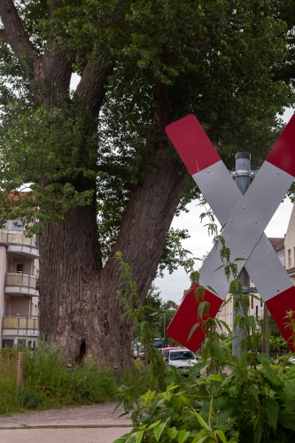 Schwarzpappel in Greifswald