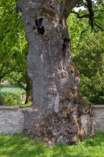 Mauereiche in Hornoldendorf Stamm