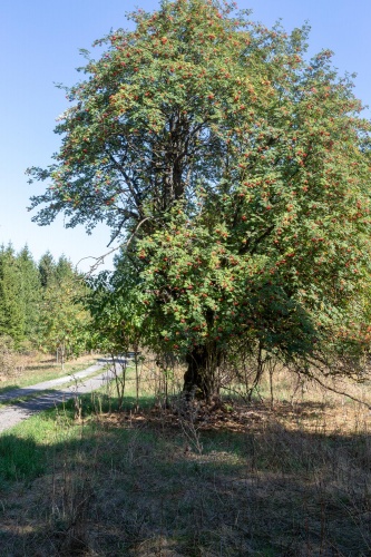 Vergrößern Eberesche - Vogelbeere am Hochrhoener - Habitus