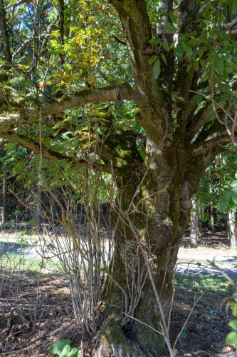 Vergrößern Eberesche - Vogelbeere am Hochrhoener - Stamm und kRONE