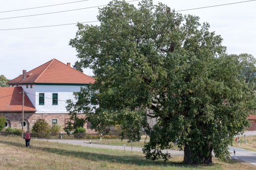 Eiche am Thurmgut bei Hermannsfeld-4