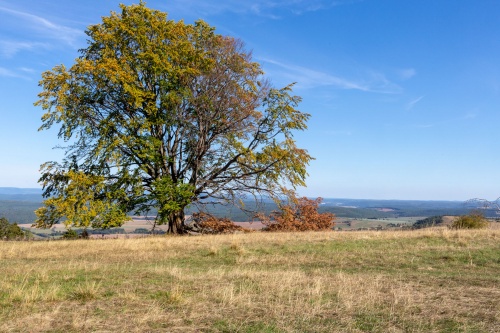 Hutebuchengruppe bei Huempfertshausen-12
