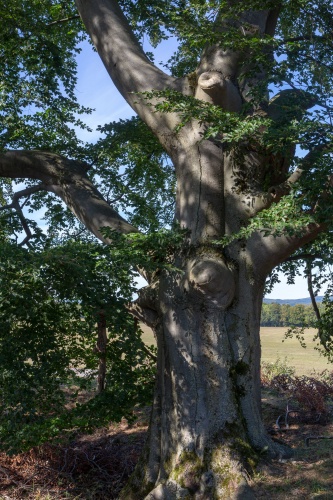 Hutebuchengruppe bei Huempfertshausen-7