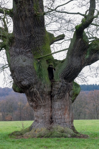 Huteeiche bei der Domaene Beberbeck