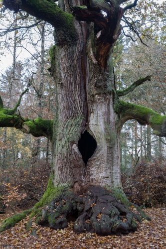 Kamineiche im Sabaurwald