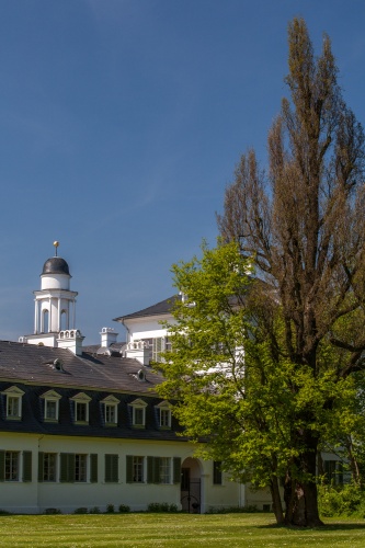 Pyramideneiche im Rumpenheimer Schlosspark
