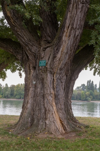 Schwarzpappel in Ruedesheim am Rhein