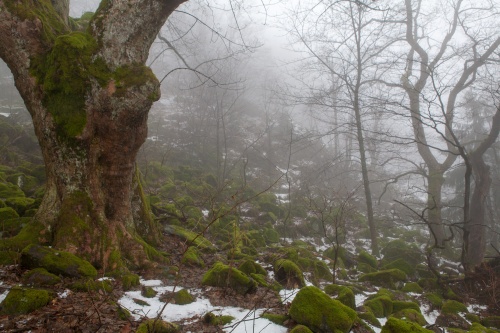 Bergahorn im Nebelwald