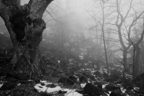Bergahorn im Nebelwald