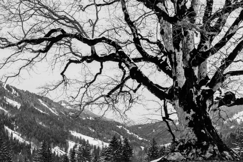 Bergahorn in 1000 m Hoehe