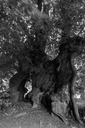 Dicke Linde in Reinberg