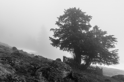 Eibe bei Balderschwang