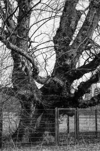 Lausbaeumchen (Flatterulme)