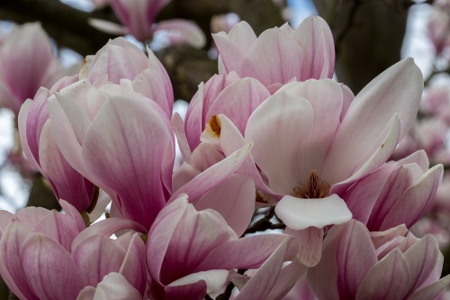 Magnolienhain im Park Schoental-10