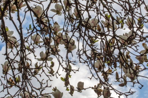 Magnolienhain im Park Schoental-15