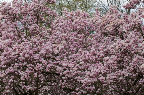 Magnolienhain im Park Schoental-17