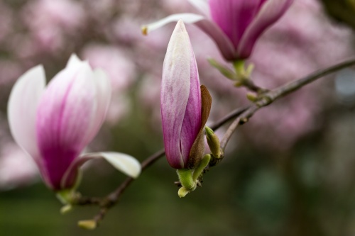 Magnolienhain im Park Schoental-18