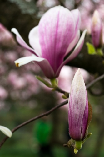 Magnolienhain im Park Schoental-19