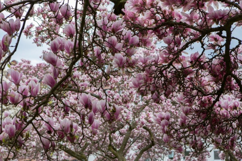 Magnolienhain im Park Schoental-2