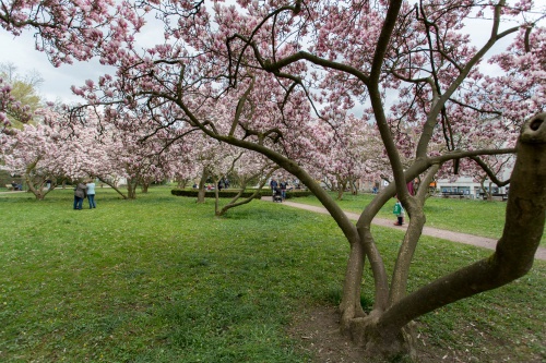 Magnolienhain im Park Schoental-23