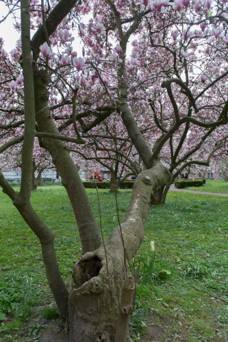 Magnolienhain im Park Schoental-24