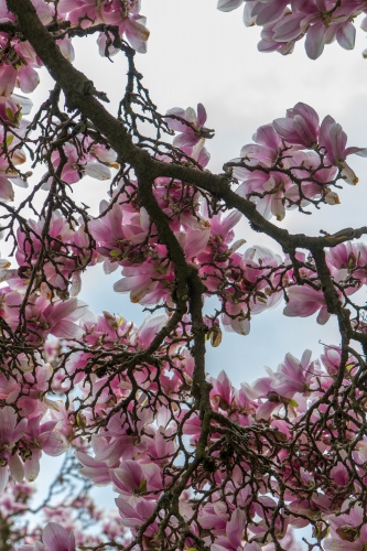 Magnolienhain im Park Schoental-3