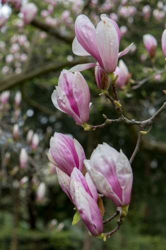 Magnolienhain im Park Schoental-4