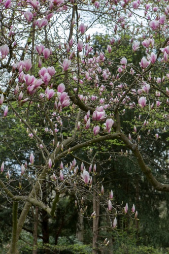 Magnolienhain im Park Schoental-5