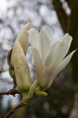 Magnolienhain im Park Schoental-7
