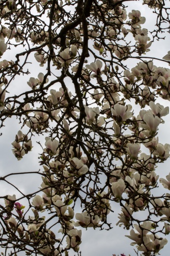 Magnolienhain im Park Schoental-8